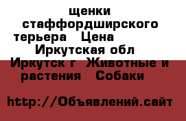 щенки стаффордширского терьера › Цена ­ 15 000 - Иркутская обл., Иркутск г. Животные и растения » Собаки   